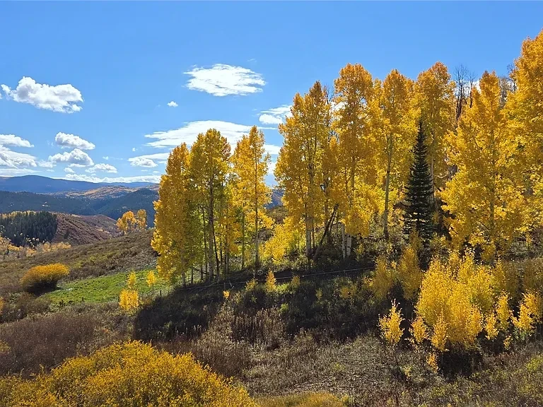 Colorado aspen forest trail in autumn
